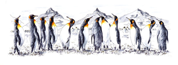 King Penguins